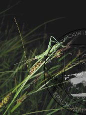 Дыбка степная 008